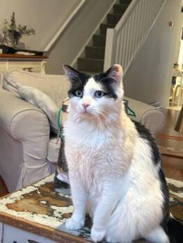 Domestic Medium Hair Cats Available for Adoption - Ollie | PetCurious