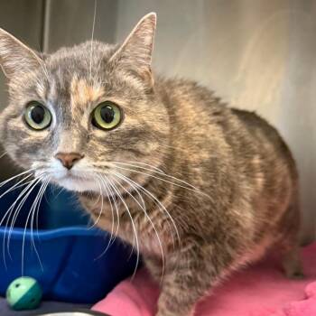 Lena -  Domestic Short Hair Cat for Adoption in Concord, New Hampshire - Lena | PetCurious