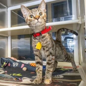 SWEETART -  Domestic Short Hair Cat for Adoption in St. Louis, Missouri - SWEETART | PetCurious