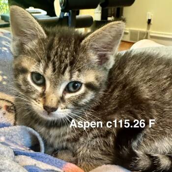 Foster Aspen -  Domestic Short Hair and Tiger Cat for Adoption in Batavia, New York - Foster Aspen | PetCurious