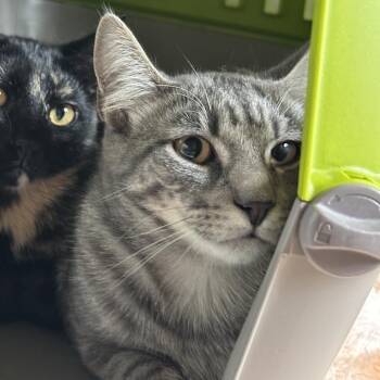 Domestic Short Hair Cats Available for Adoption in Matteson, Illinois - Sweetie | PetCurious