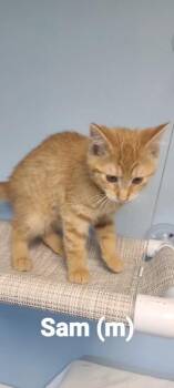 Sam -  Domestic Short Hair Cat for Adoption in Beatrice, Nebraska - Sam | PetCurious