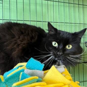 Domestic Long Hair Cats Available for Adoption in Lenexa, Kansas - Mr Whiskers | PetCurious