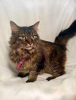 Rescue Tabby and Domestic Long Hair Cats for Adoption in High Ridge, Missouri - Shuri | PetCurious