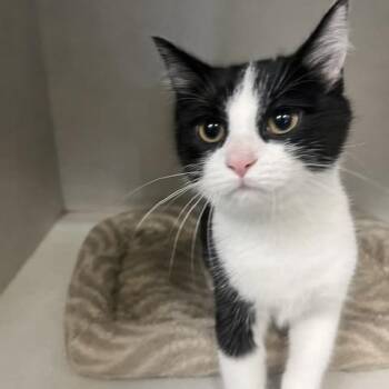 Dani -  Domestic Short Hair Cat for Adoption in Dayton, Ohio - Dani | PetCurious