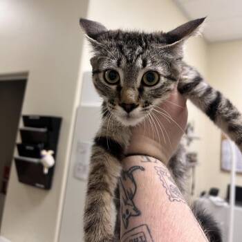 Gumby -  Domestic Short Hair Cat for Adoption in Las Vegas, Nevada - Gumby | PetCurious