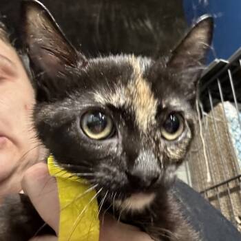 Rescue American Shorthair Cats for Adoption in Mount Vernon, Arkansas - Banana | PetCurious