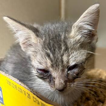 Rescue Domestic Short Hair Cats for Adoption in Yuma, Arizona - Lakey | PetCurious