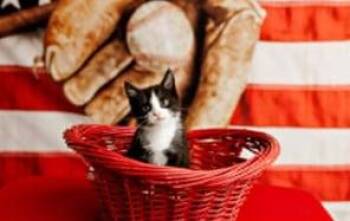 Riley -  Domestic Short Hair Cat for Adoption in Lexington, Kentucky - Riley | PetCurious
