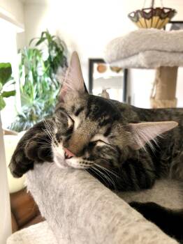 Junior -  Maine Coon and Domestic Medium Hair Cat for Adoption in Mission Viejo, California - Junior | PetCurious