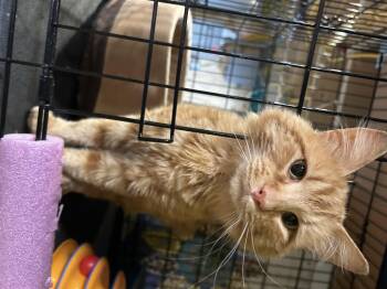 Domestic Long Hair Cats Available for Adoption in Havertown, Pennsylvania - Samson | PetCurious