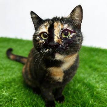 Rosie -  Calico Cat Available for Adoption in Midland, Texas - Rosie | PetCurious