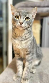 Rescue Domestic Short Hair Cats for Adoption in Homer Glen, Illinois - Sarabi | PetCurious