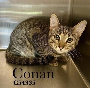 Domestic Short Hair Cats Available for Adoption in Clarksville, Tennessee - Conan | PetCurious