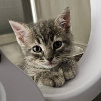 Maxine -  Domestic Short Hair Cat for Adoption in Oneonta, New York - Maxine | PetCurious