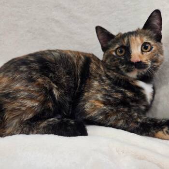 Scully -  Domestic Short Hair Cat for Adoption in Brea, California - Scully | PetCurious