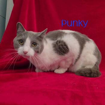 Punky -  Domestic Short Hair Cat for Adoption in Parkersburg, West Virginia - Punky | PetCurious