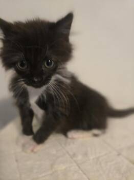 Marjorie -  Domestic Long Hair Cat Available for Adoption in Cary, North Carolina - Marjorie | PetCurious