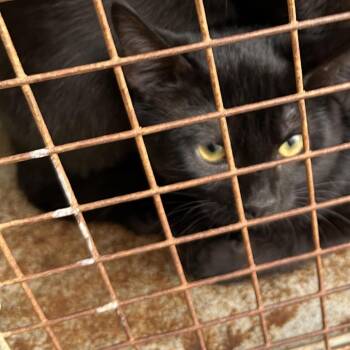 Domestic Short Hair Cats Available for Adoption - Karolina | PetCurious