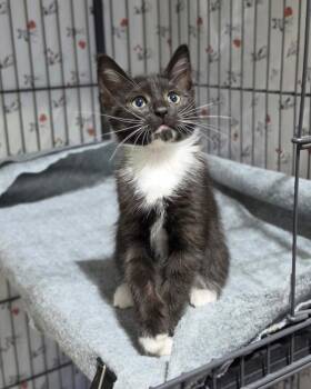 Domestic Short Hair Cats Available for Adoption in Novato, California - Celine | PetCurious