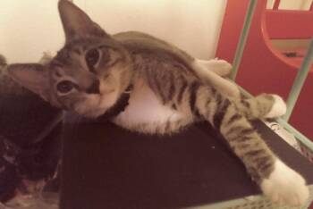 Fig -  Domestic Short Hair Cat for Adoption in Havertown, Pennsylvania - Fig | PetCurious