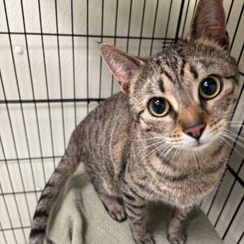 Domestic Short Hair Cats Available for Adoption in Galax, Virginia - Jupiter | PetCurious