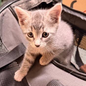 Seesaw -  Domestic Short Hair Cat for Adoption in Philadelphia, Pennsylvania - Seesaw | PetCurious