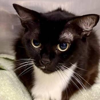 Domestic Long Hair Cats Available for Adoption in Sacramento, California - Tomato | PetCurious