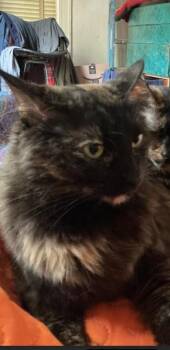 Pudding -  Domestic Medium Hair and Domestic Short Hair Cat for Adoption in Atlanta, Georgia - Pudding | PetCurious