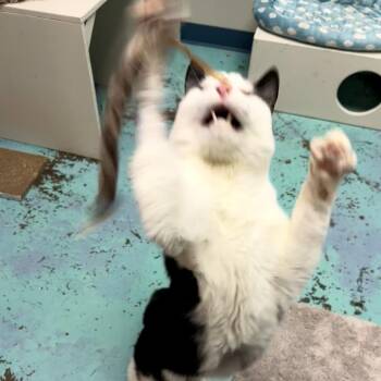 Gordon -  Domestic Short Hair Cat for Adoption in Woodinville, Washington - Gordon | PetCurious