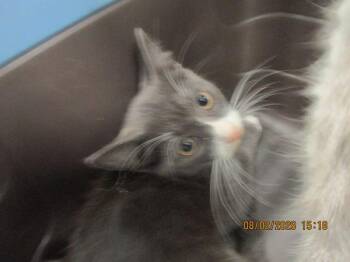 (624) -  Domestic Short Hair Cat for Adoption in Marietta, Georgia - (624) | PetCurious