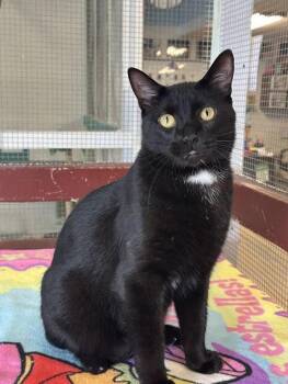 Rescue Domestic Short Hair Cats for Adoption in Winona, Minnesota - Harvey | PetCurious