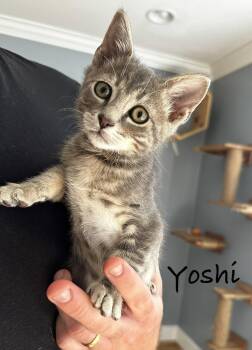 Yoshi -  Domestic Short Hair Cat for Adoption in Seal Beach, California - Yoshi | PetCurious