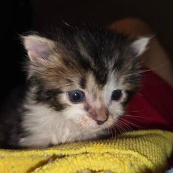 Voyager -  Domestic Medium Hair Cat for Adoption in San Antonio, Texas - Voyager | PetCurious