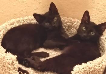 Rescue Domestic Short Hair Cats for Adoption in Palm Coast, Florida - Ellie | PetCurious
