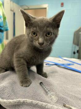 Peanut -  Domestic Short Hair and Russian Blue Cat Available for Adoption in Frankfort, Kentucky - Peanut | PetCurious