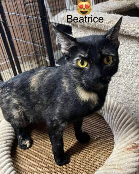 Beatrice -  Domestic Short Hair Cat for Adoption in Phoenix, Arizona - Beatrice | PetCurious