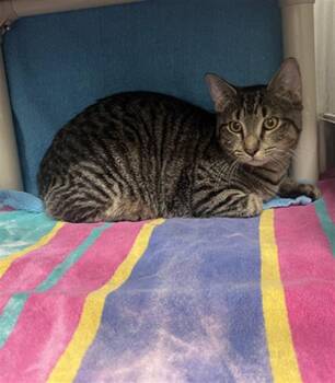 WHISK -  Domestic Short Hair Cat for Adoption in Derwood, Maryland - WHISK | PetCurious
