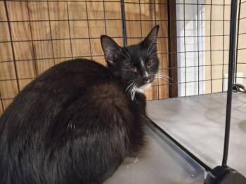 Mama Carnival P. -  Domestic Short Hair Cat for Adoption in West Peoria, Illinois - Mama Carnival P. | PetCurious
