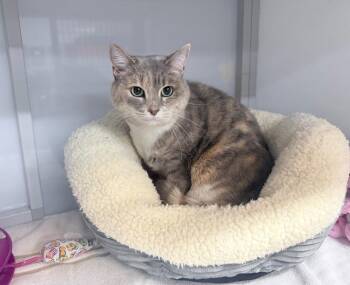 Bright Blush -  Domestic Short Hair Cat for Adoption in Raleigh, North Carolina - Bright Blush | PetCurious