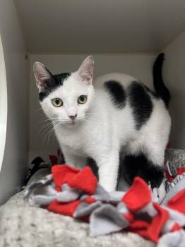 Yuzu -  Domestic Short Hair Cat for Adoption in Reisterstown, Maryland - Yuzu | PetCurious
