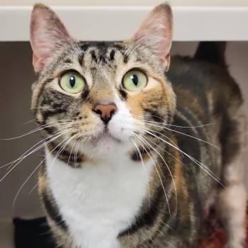 Lady Bug -  Domestic Short Hair Cat for Adoption in Sarasota, Florida - Lady Bug | PetCurious