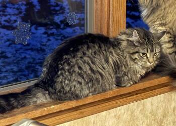 Domestic Long Hair Cats Available for Adoption - Heather (Courtesy Post) | PetCurious