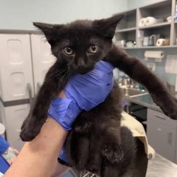 Cernunnos (yellow) -  Domestic Short Hair Cat for Adoption in Greensboro, North Carolina - Cernunnos (yellow) | PetCurious