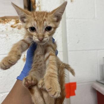 Kyle -  Domestic Short Hair Cat for Adoption in Edinburg, Texas - Kyle | PetCurious