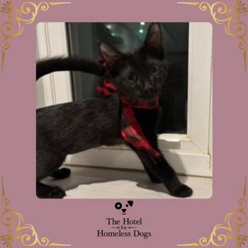 Night Rider -  Domestic Short Hair Cat for Adoption in Cumberland, Rhode Island - Night Rider | PetCurious
