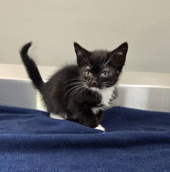 Rescue Domestic Short Hair Cats for Adoption in Dickson, Tennessee - Ziva | PetCurious