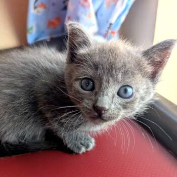Xamantha 17 -  Domestic Short Hair Cat for Adoption in Austin, Texas - Xamantha 17 | PetCurious