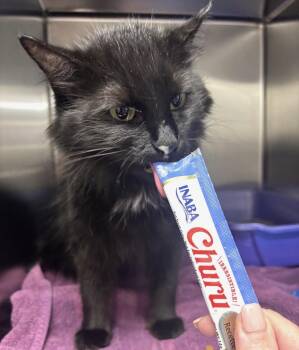 Breanne -  Domestic Long Hair Cat for Adoption in Herculaneum, Missouri - Breanne | PetCurious