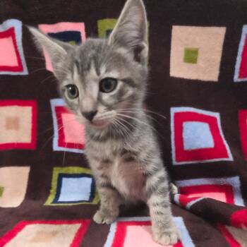 Domestic Short Hair Cats Available for Adoption in Brea, California - Captain America | PetCurious